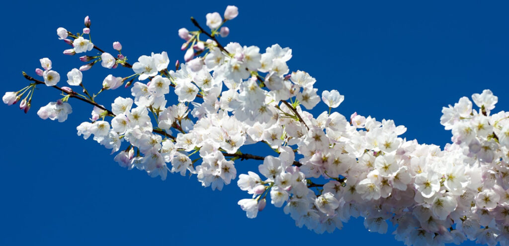 Grief Cafe and Talks